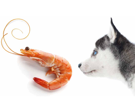 Is shrimp best sale ok for dogs