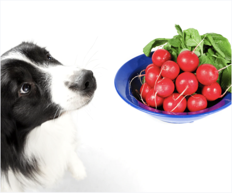 Are radishes safe for sales dogs