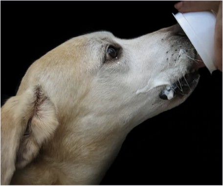 What kind of clearance yogurt can dogs eat