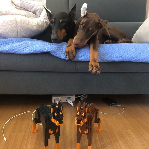 Jekca - Doberman Pinscher 01S-M02 - Lego - Sculpture