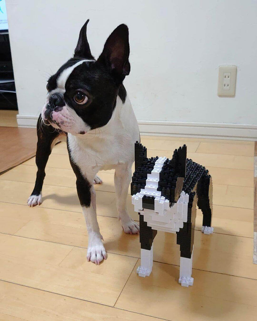 Boston terrier clearance lego