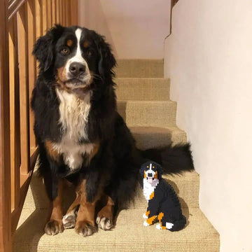 https://www.buildempets.com/cdn/shop/products/Bernese-Mountain-Dog-Building-Kit-sale-Pet-Building-Kit-1660413234.jpg?v=1691932654&width=360